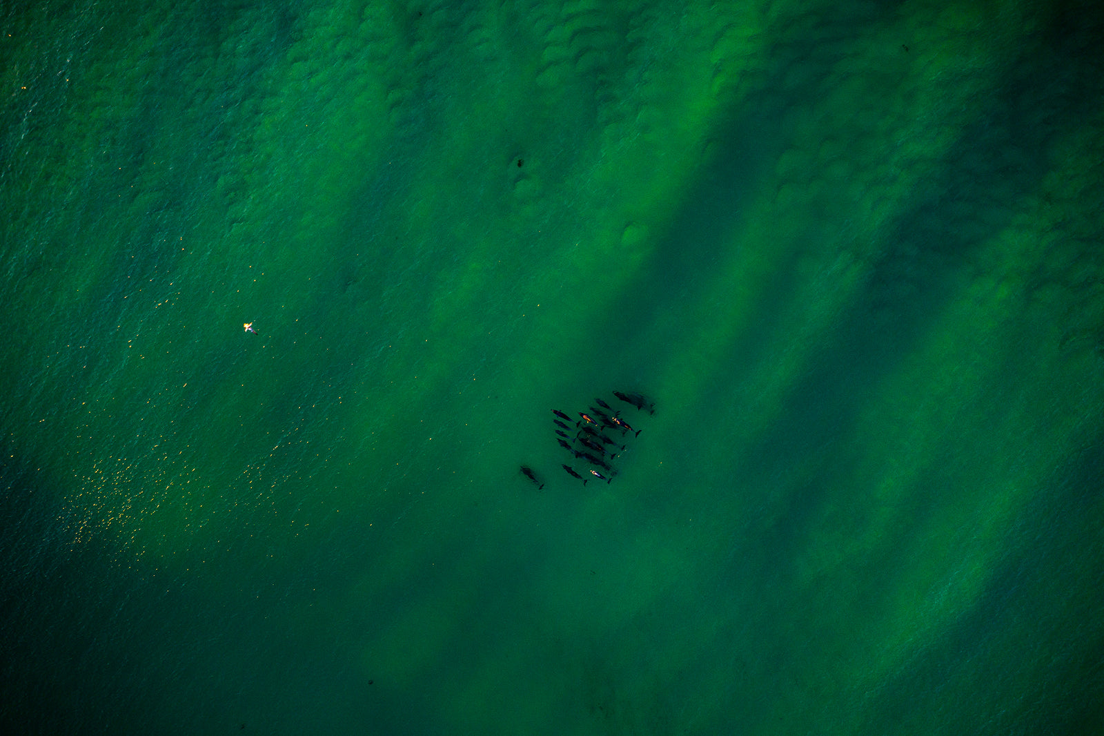 1163 Queens Head Dolphins