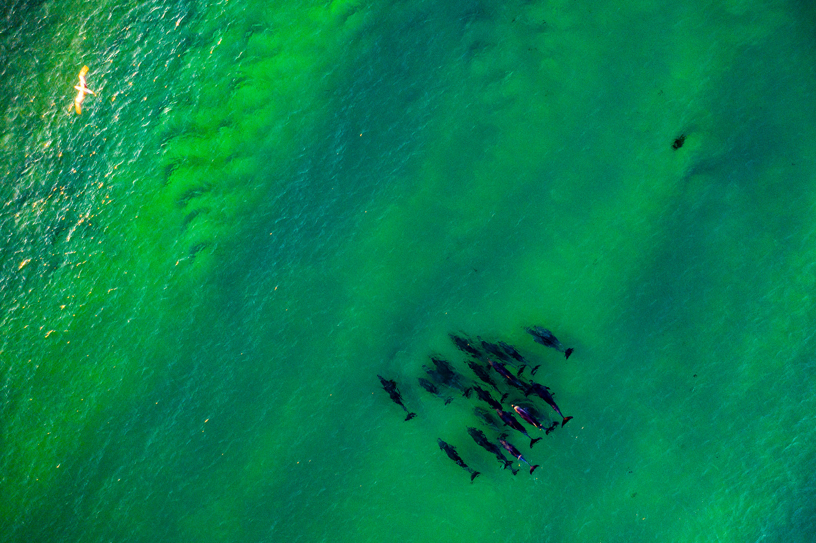 1164 Queens Head Dolphins